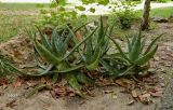 Aloe maculata