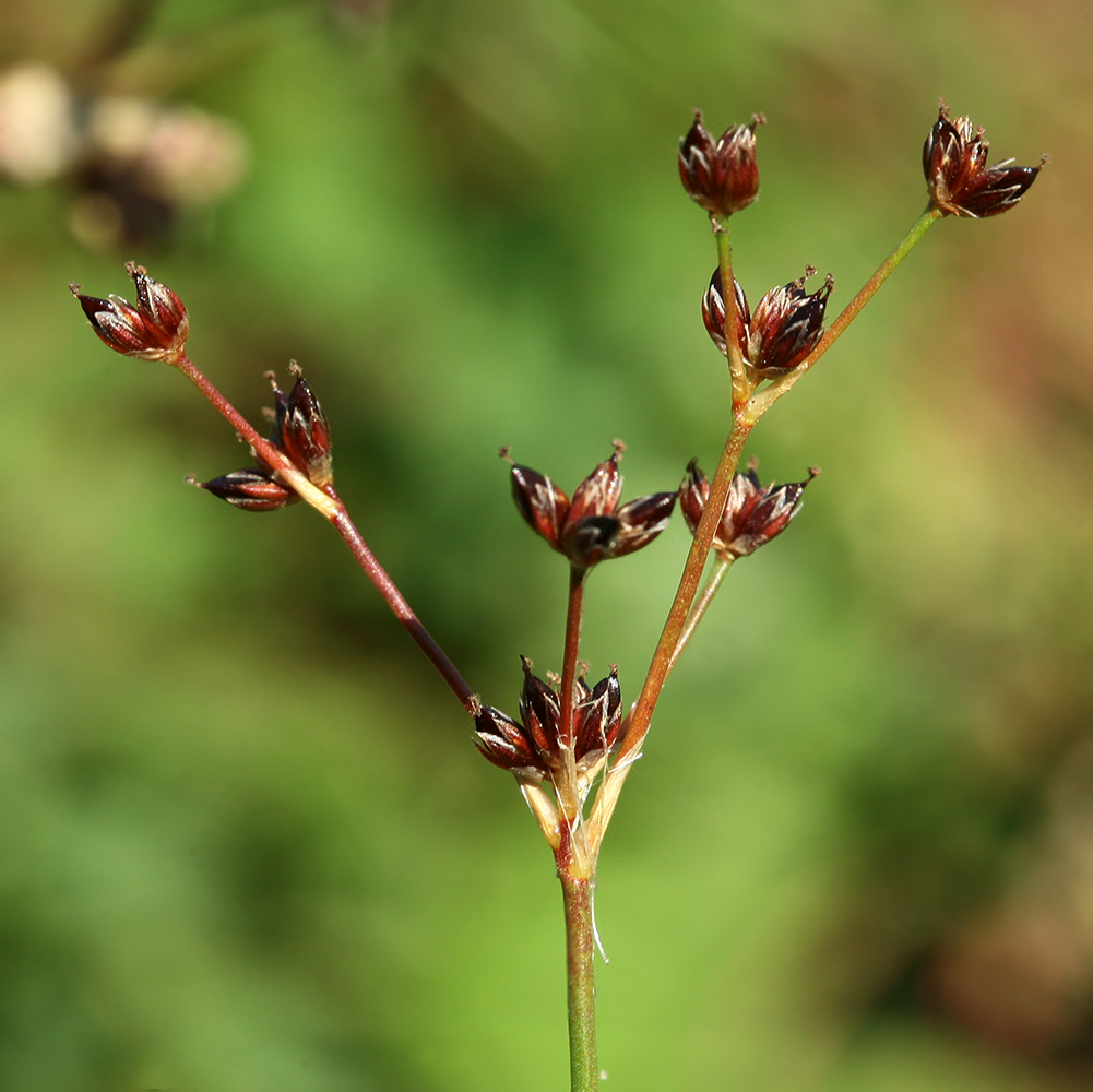 Изображение особи Juncus articulatus.