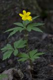 Anemone ranunculoides