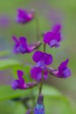 Lathyrus vernus