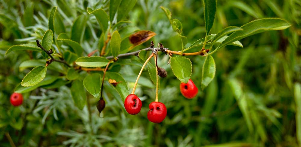 Изображение особи Cerasus fruticosa.