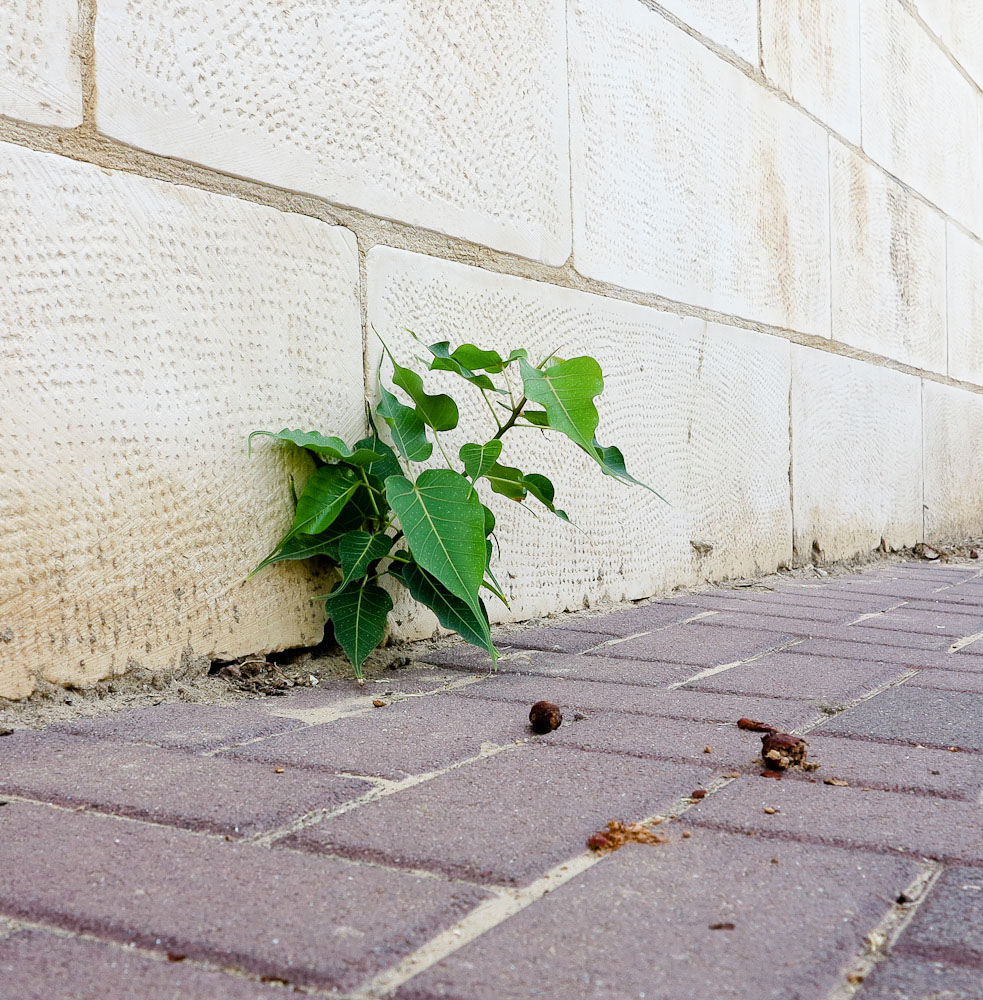 Изображение особи Ficus religiosa.