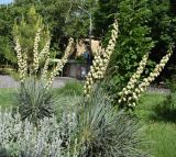 род Yucca