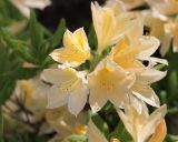 Rhododendron japonicum разновидность aureum. Цветки. Санкт-Петербург, Ботанический сад БИН РАН. 10.06.2015.