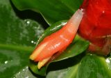 Costus woodsonii. Опавший цветок на присоцветном листе. Таиланд, о-в Пхукет, курорт Ката, территория гостиницы, в культуре. 08.01.2017.