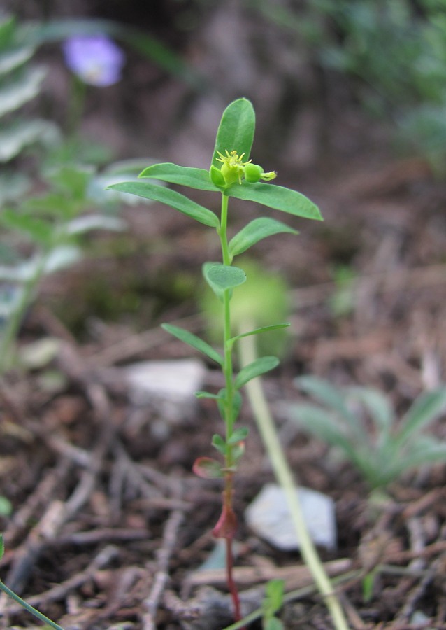 Изображение особи Euphorbia taurinensis.