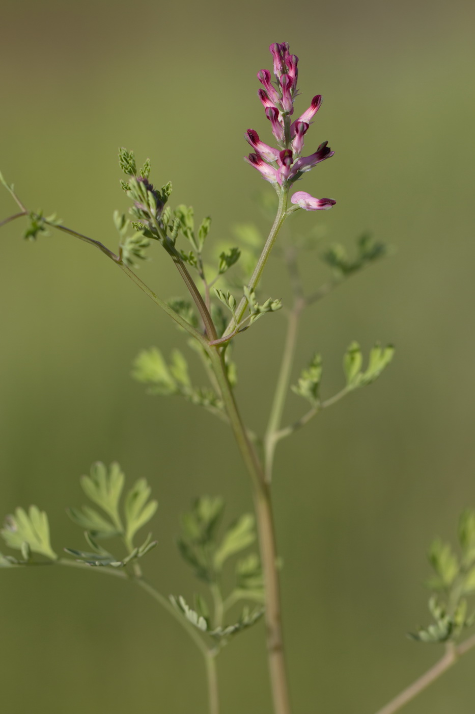 Изображение особи Fumaria officinalis.