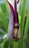 Arum hygrophilum