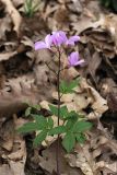 Cardamine quinquefolia