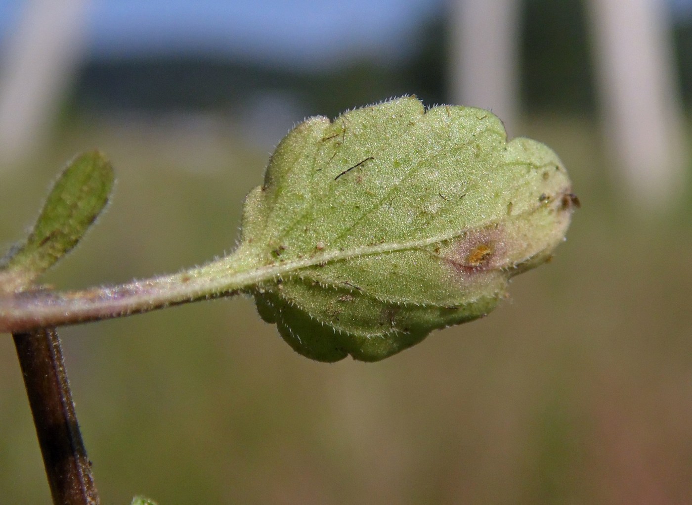 Изображение особи Viola arvensis.