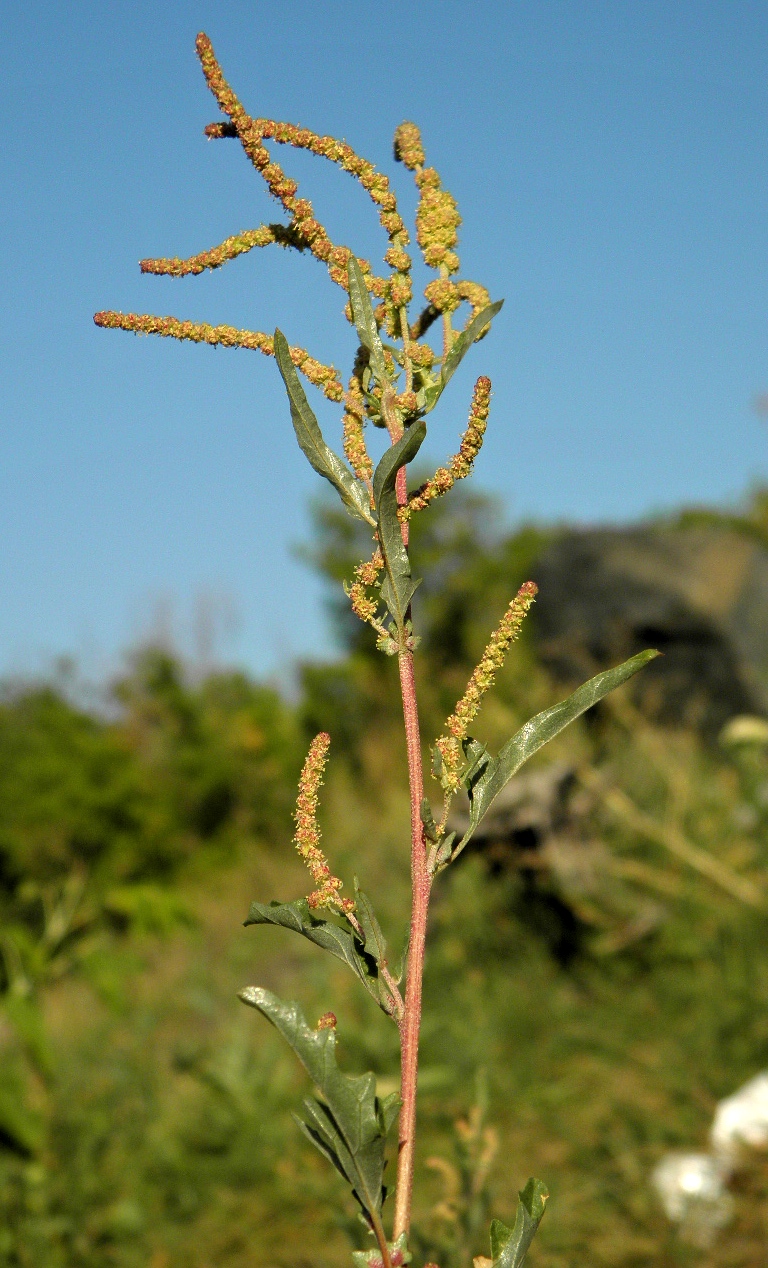 Изображение особи Atriplex tatarica.