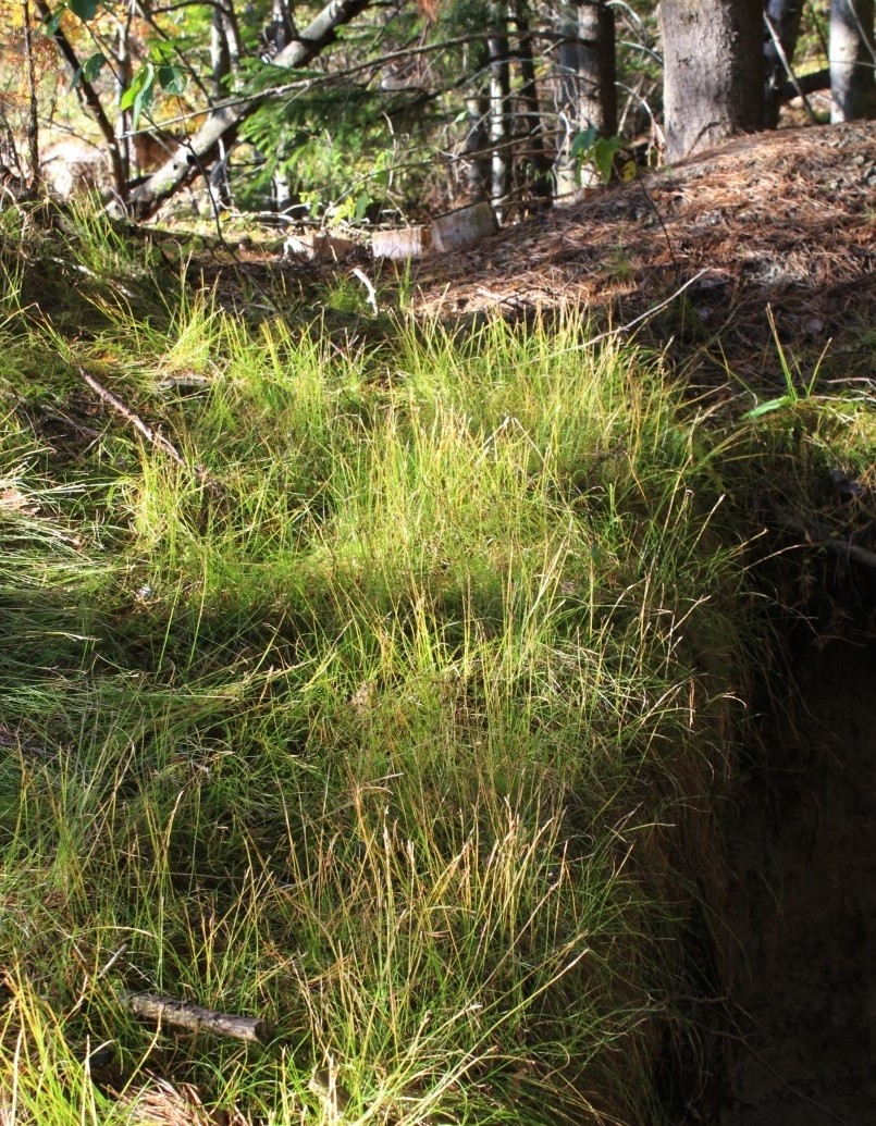 Изображение особи Carex alba.