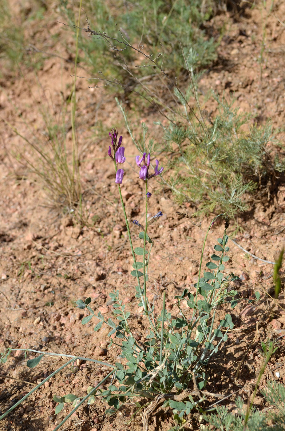 Изображение особи Astragalus managildensis.