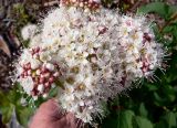 Spiraea beauverdiana. Соцветие. Чукотка, Билибинский р-н, окр. г. Билибино, склон сопки Орбита. 07.07.2018.