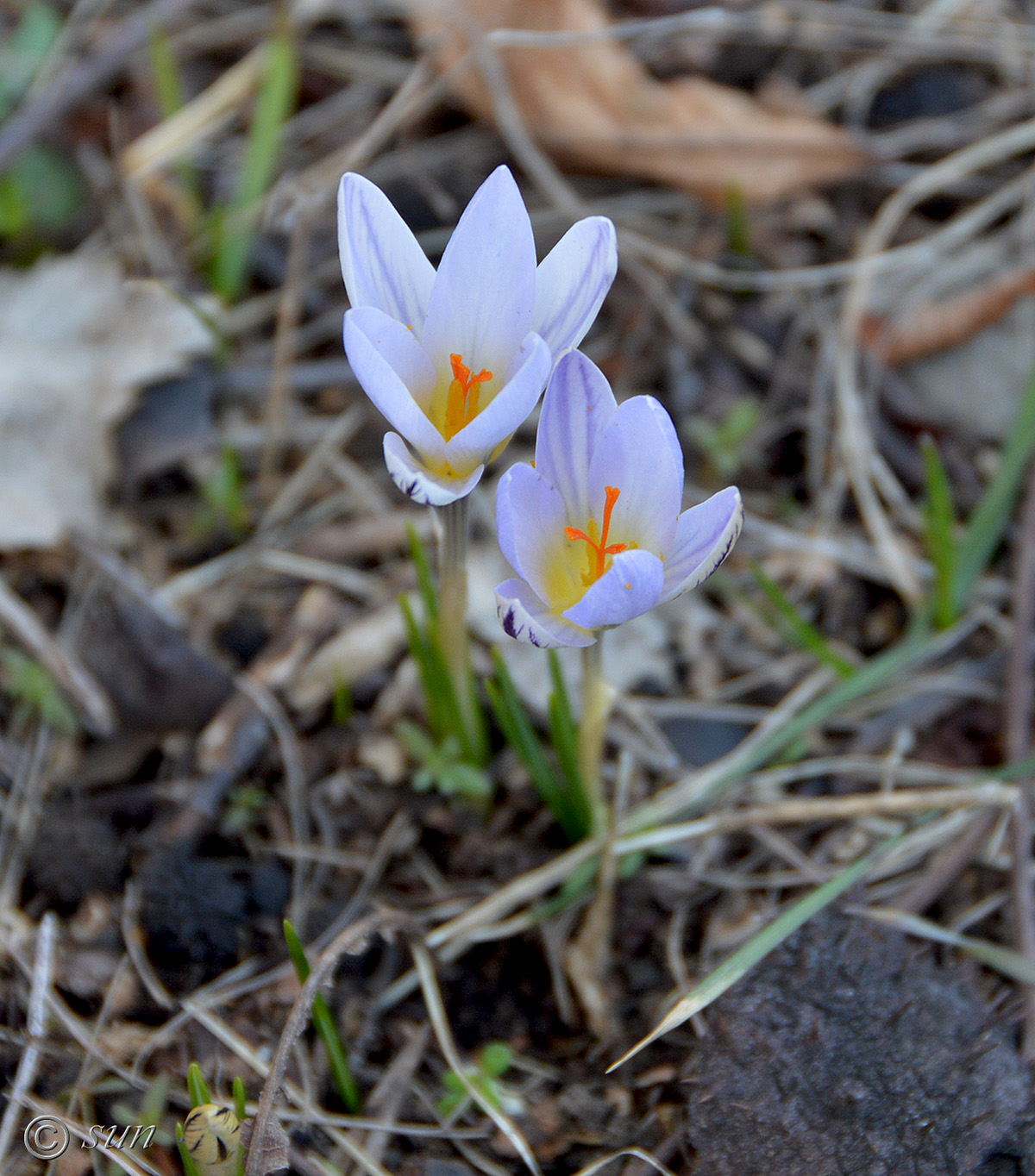 Изображение особи Crocus reticulatus.