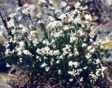 Asperula petraea