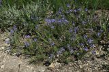 Veronica capsellicarpa