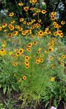 Coreopsis tinctoria