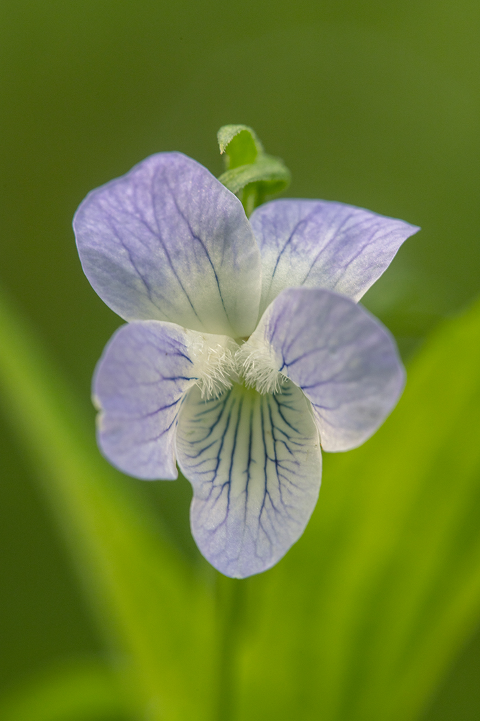 Изображение особи Viola elatior.