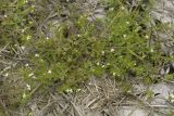 Galium trifidum