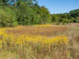 Inula britannica. Аспект цветущих растений. Краснодарский край, Абинский р-н, окр. станицы Эриванская, низкий и периодически затапливаемый берег р. Абин, пойменный луг. 09.08.2015.