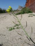 Diplotaxis tenuifolia. Соцветие с цветками, бутонами и плодами разной степени зрелости. Томск, ул. Мельничная, возле кирпичного забора. 27.08.2017.