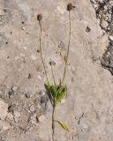 Plantago amplexicaulis