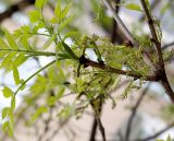 Fraxinus excelsior. Ветвь с соцветиями. Северная Осетия, г. Владикавказ, 06.05.2010.