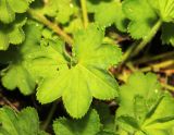 Alchemilla micans