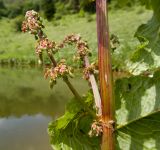 Rumex alpinus. Часть стебля с цветущими пазушными побегами. Краснодарский край, Апшеронский р-н, гора Черногор, склон к озеру Чеше, ≈ 1600 м н.у.м., субальпийский луг на карсте. 27.06.2020.