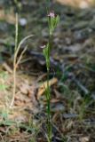 Dianthus armeria