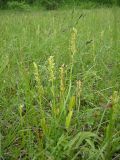 Platanthera tipuloides