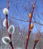 Salix rorida