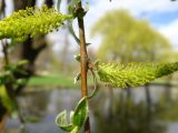 Salix alba