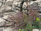 Limonium anfractum. Цветущее и плодоносящее растение. Хорватия, г. Дубровник, о-в Локрум, побережье Адриатического моря, зона забрызга, расщелина между камнями. 21 августа 2010 г.