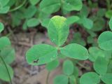 Trifolium bonannii. Лист, поражённый вирусом. Краснодарский край, Абинский р-н, ст-ца Холмская, берег р. Хабль. 20.06.2020.