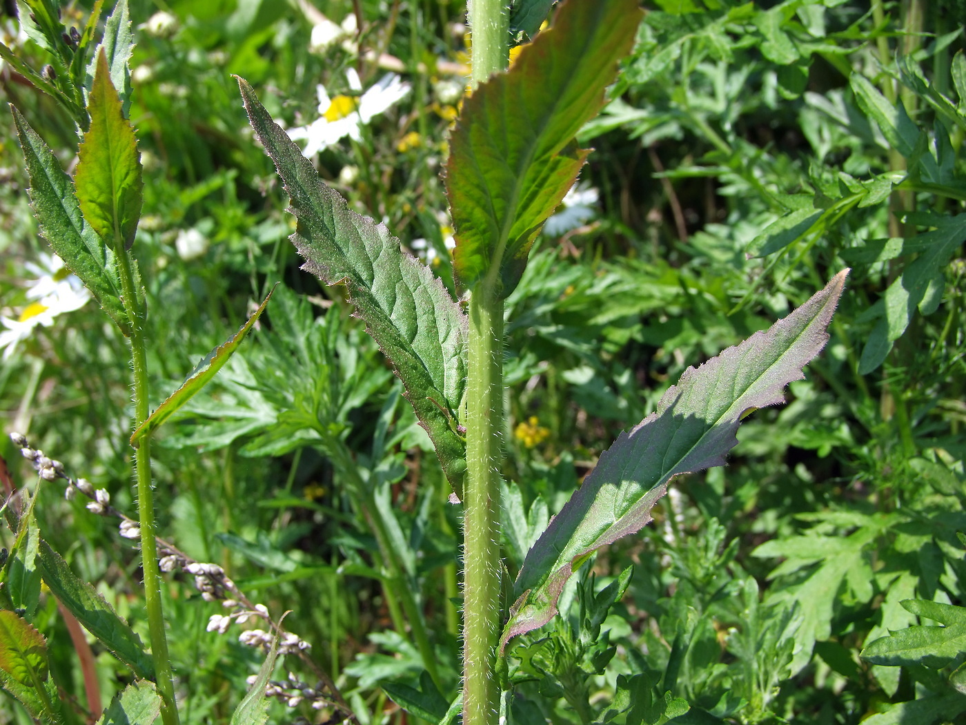 Изображение особи Arabis pendula.