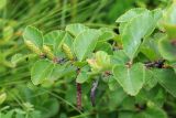 Betula ovalifolia