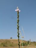 Verbena officinalis. Верхушка побега с завязавшимися плодами, соцветием и бутонами. Казахстан, Жамбылская обл., Жуалынский р-н, хр. Боралдайтау, долина р. Боралдай, ур. Уркумбайсай, пойма реки. 15 августа 2021 г.