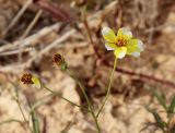 род Bidens. Общее соцветие (щитковидная кисть корзинок). Египет, к ЮВ от г. Сиди Абд Эль Рахман (к ЮЗ от г. Эль Аламейн), край поливного сада у канала (сорное). 08.12.2021.