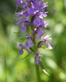 Dactylorhiza urvilleana. Нижняя часть соцветия. Республика Ингушетия, Джейрахский р-н, окр. ур. Таргим, правый берег р. Асса в 400 м от башен Таргим ниже по течению, слегка заболоченный участок. 21 июня 2022 г.