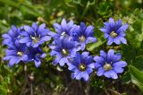 Gentiana dshimilensis