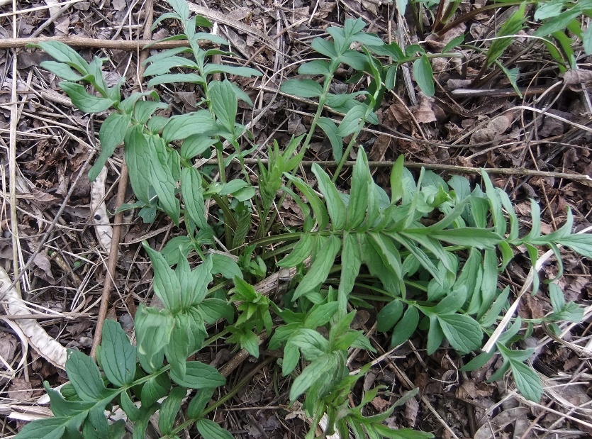 Изображение особи род Valeriana.