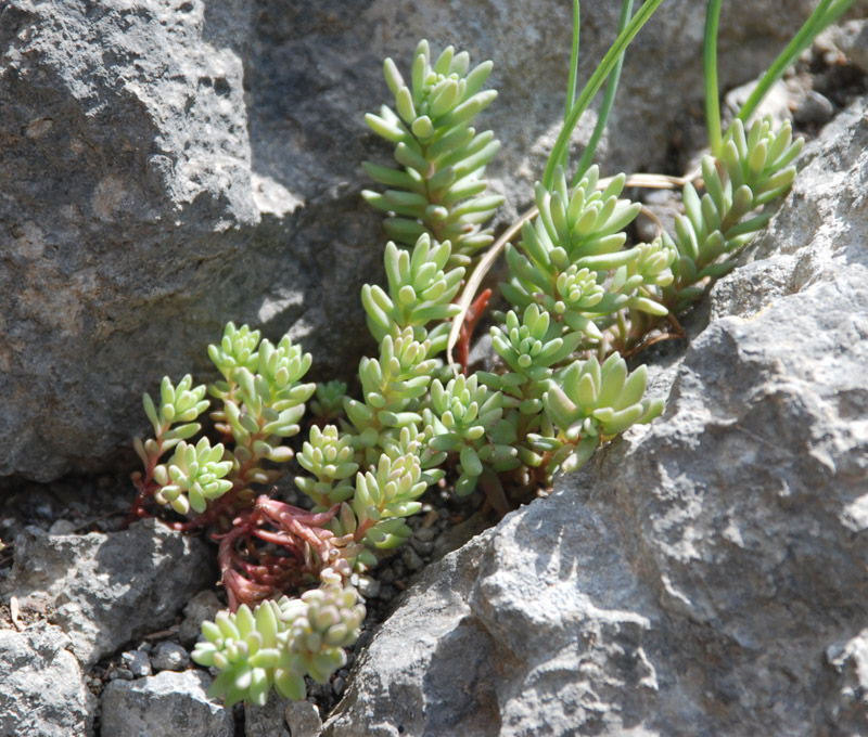 Изображение особи Sedum hispanicum.