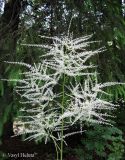 Aruncus sylvestris