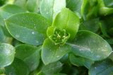 Stellaria pallida. Верхушка побега с цветком. Севастополь, 8 марта 2009 г.