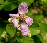 Rubus sanctus. Цветок. Копетдаг, Чули. Май 2011 г.