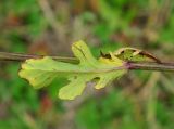 Senecio jacobaea. Лист. Московская обл., Серебрянопрудский р-н, луг в долине р. Кудесна. 17.09.2011.