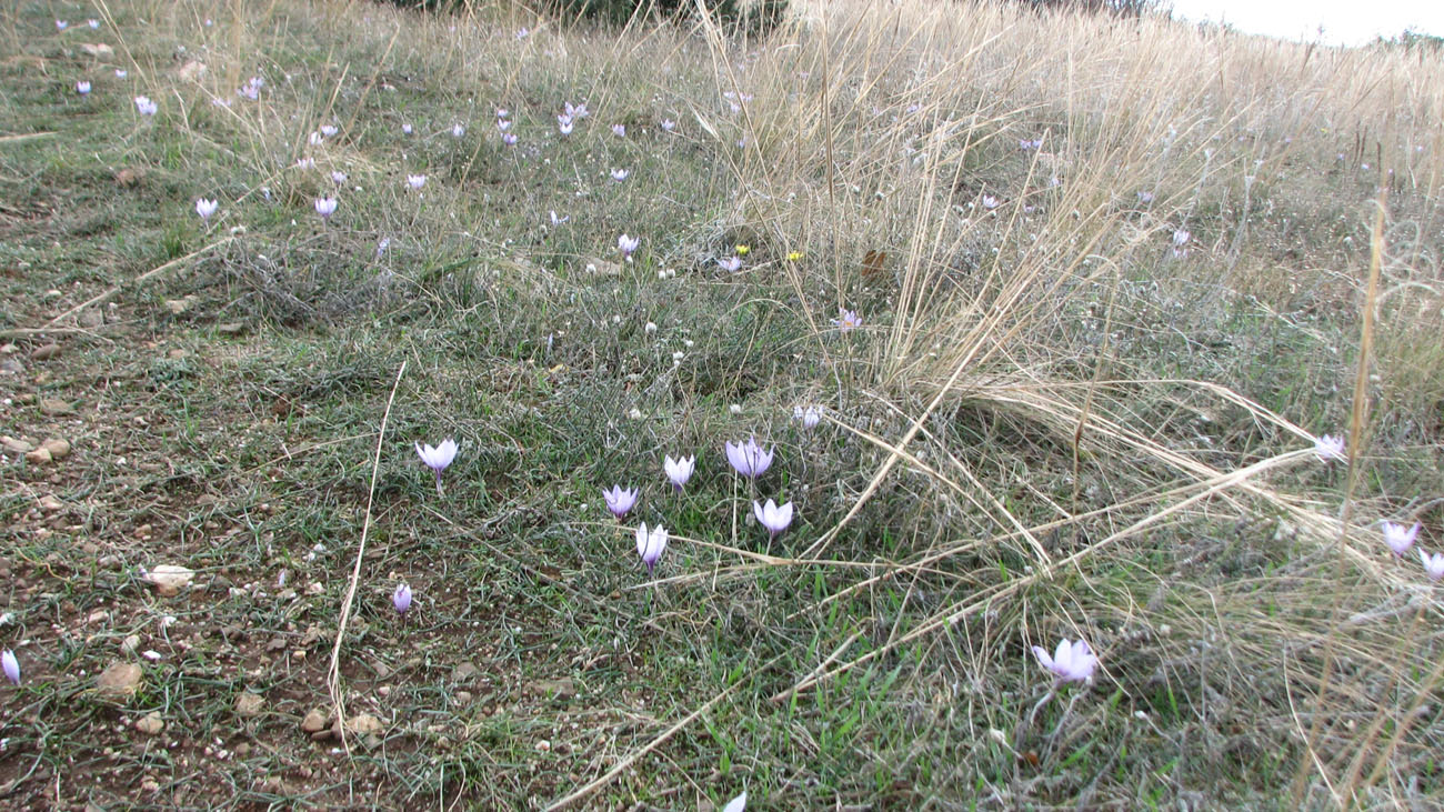 Изображение особи Crocus pallasii.