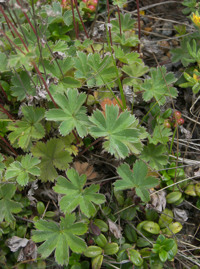 Изображение особи Alchemilla rigida.